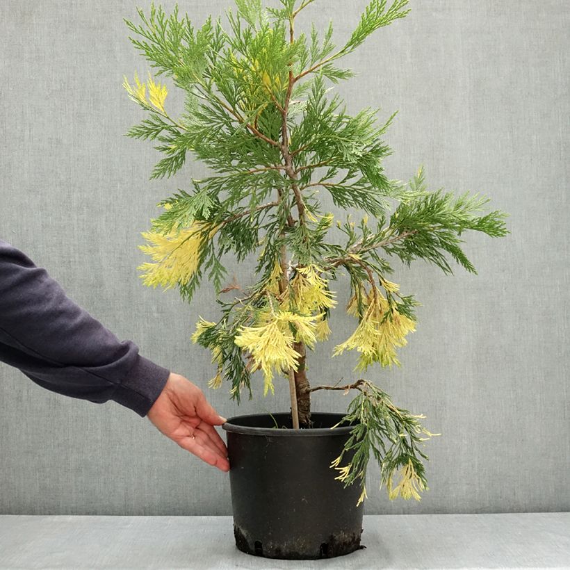 Esemplare di Calocedrus decurrens Aureovariegata - Cedro della California Vaso da 7,5L/10L consegnato in estate