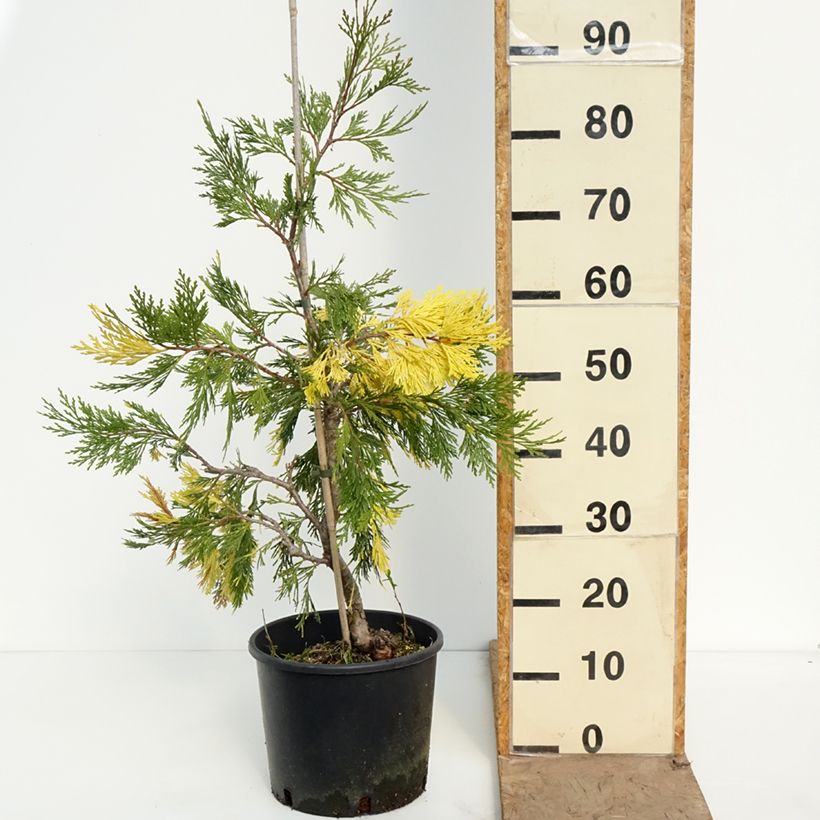 Calocedrus decurrens Aureovariegata - Cedro della California Vaso da 7,5L/10L esemplare consegnato in primavera