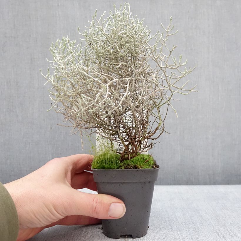 Calocephalus brownii - Leucophyta browni Vasetto da 8/9 cm esemplare consegnato in inverno