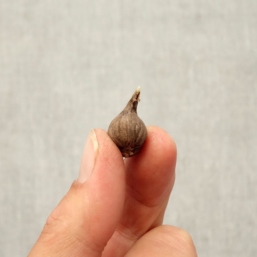 Esemplare di Calochortus lilacinus Cupido Bulbo taglia 4+ come consegnato in autunno