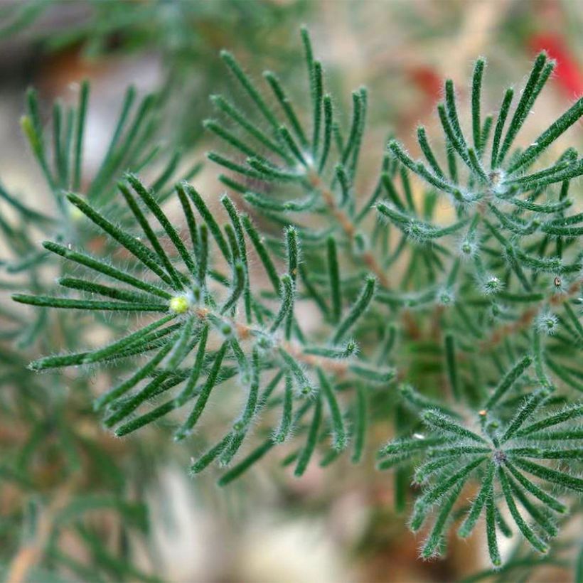 Calothamnus quadrifidus Grey Form (Foliage)