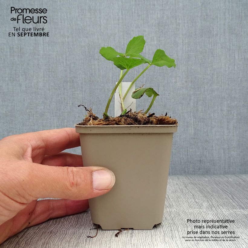 Esemplare di Caltha palustris Plena - Calta palustre Vasetto da 8/9 cm come consegnato in autunno