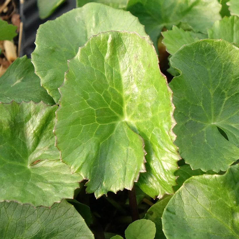 Caltha palustris Plena - Calta palustre (Fogliame)