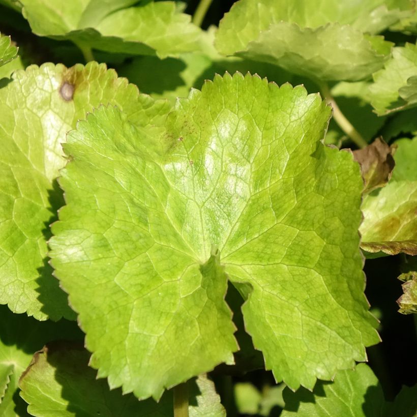 Caltha palustris var. alba - Calta palustre (Foliage)
