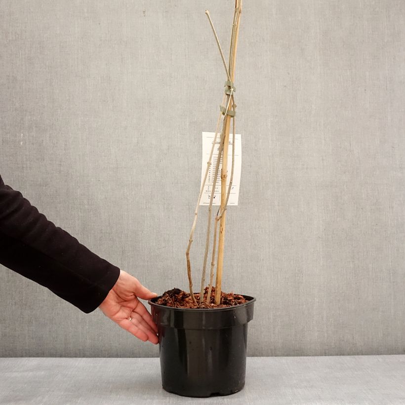 Calycanthus chinensis - Calicanto cinese Vaso da 3L/4L esemplare consegnato in inverno