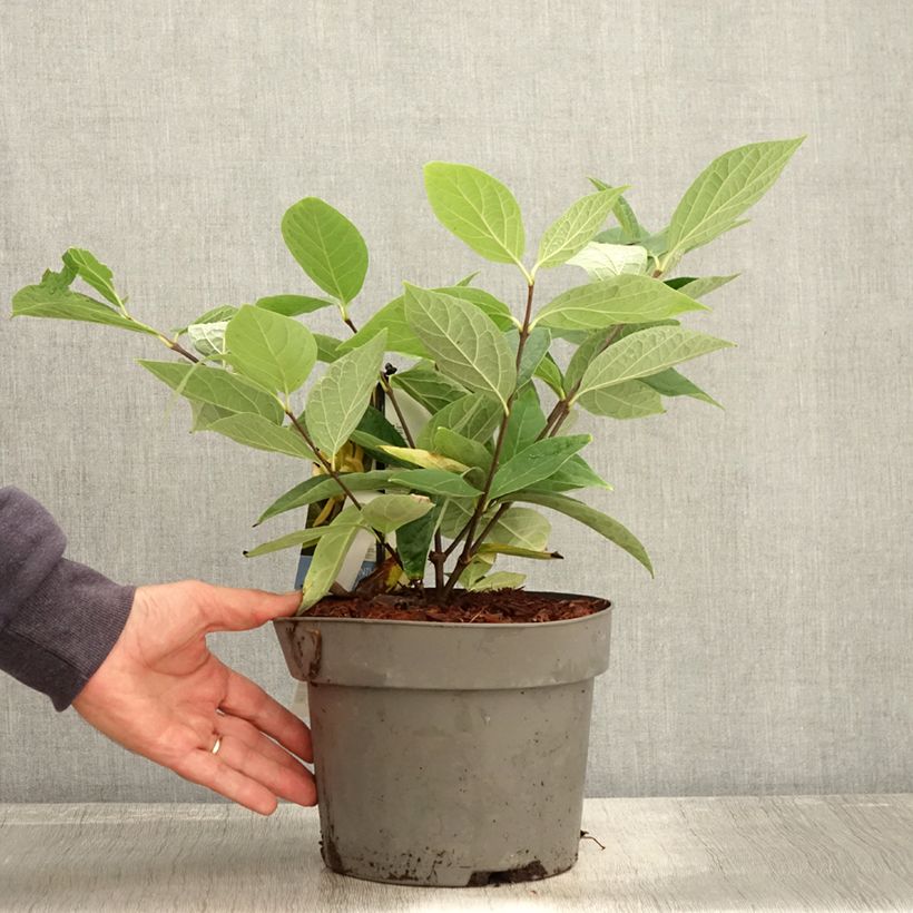Esemplare di Calycanthus floridus Athens - Calicanto d'Estate Vaso da 3L/4L come consegnato in autunno