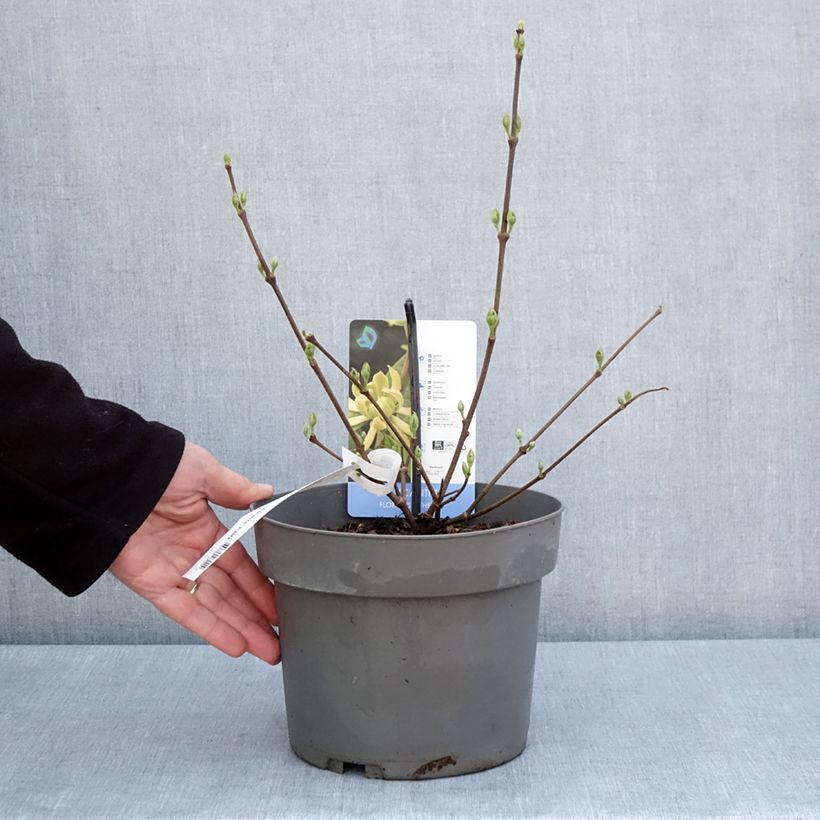 Calycanthus floridus Athens - Calicanto d'Estate Vaso da 3L/4L esemplare consegnato in primavera