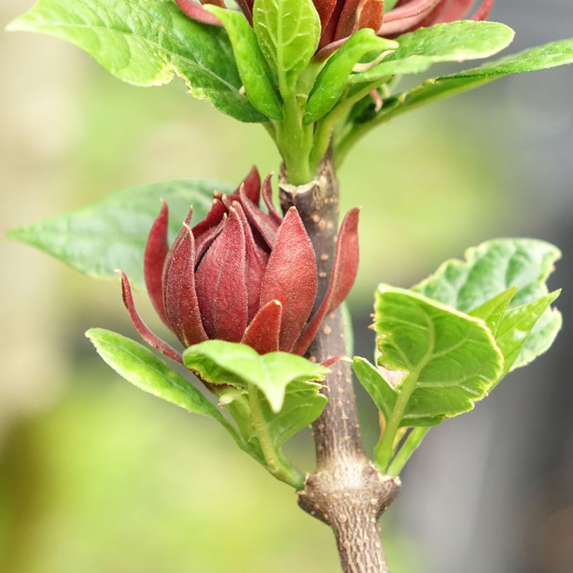 Calycanthus floridus Michael Lindsay - Calicanto d'Estate (Flowering)