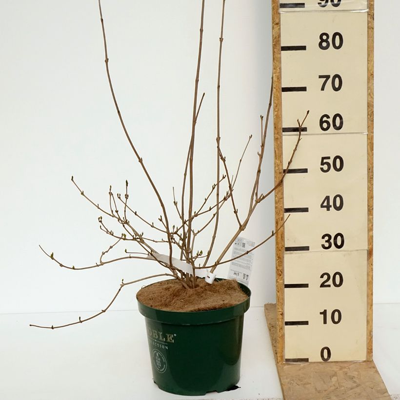 Calycanthus raulstonii Venus - Calicanto Vaso da 7,5L/10L esemplare consegnato in primavera