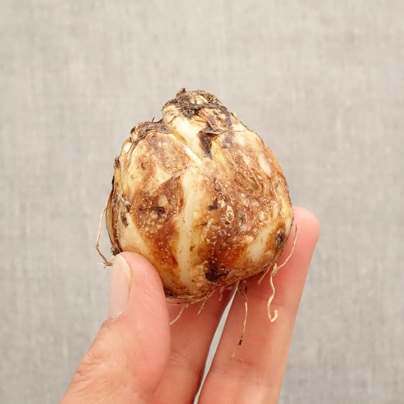 Example of Camassia Blue Heaven Bulbo taglia 14+ as you get in printemps