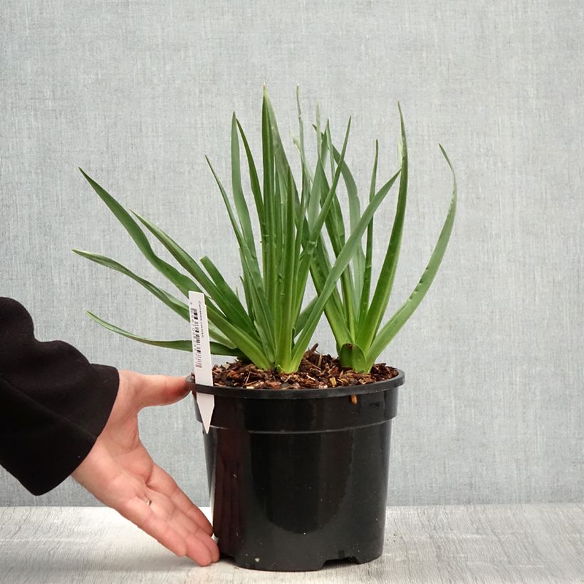 Example of Camassia cusickii Vaso da 2L/3L as you get in printemps