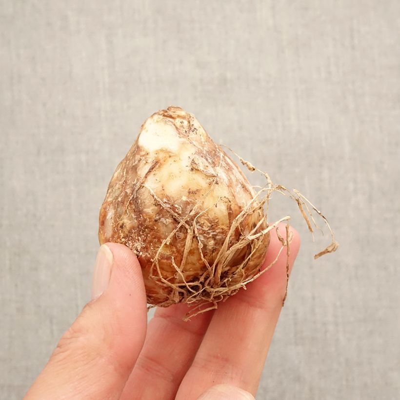 Camassia leichtlinii Aurora Bulbo taglia 14+ esemplare consegnato in primavera