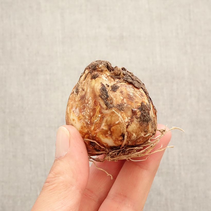 Camassia leichtlinii Alba Bulbo taglia 14+ esemplare consegnato in primavera