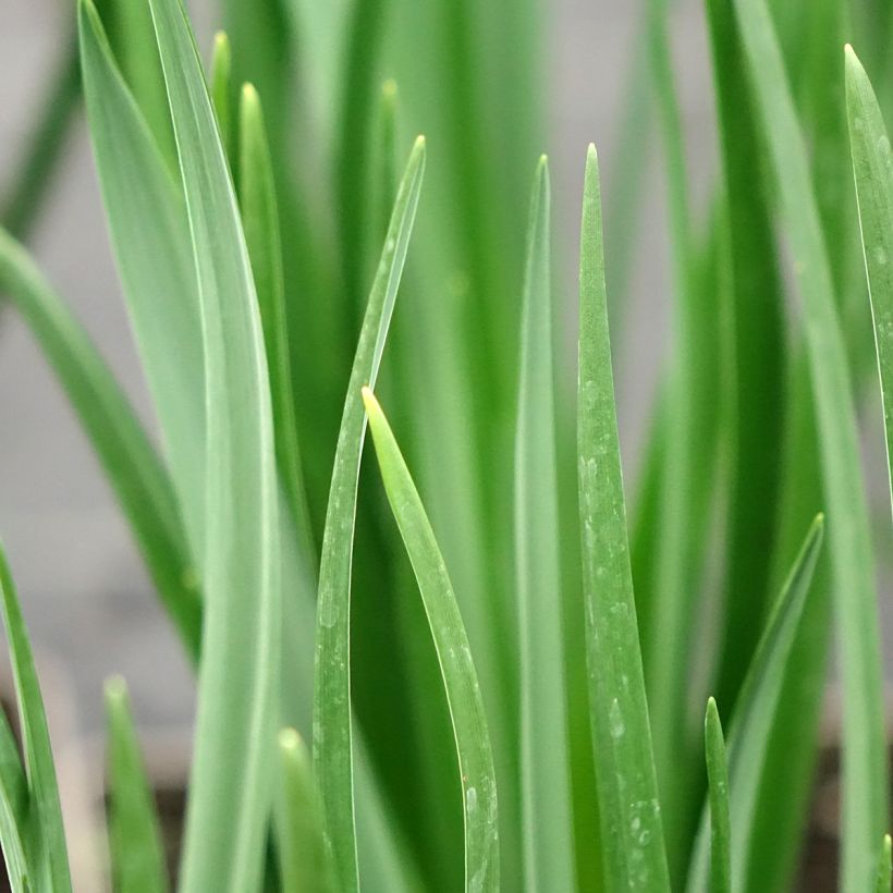 Camassia leichtlinii Alba (Fogliame)