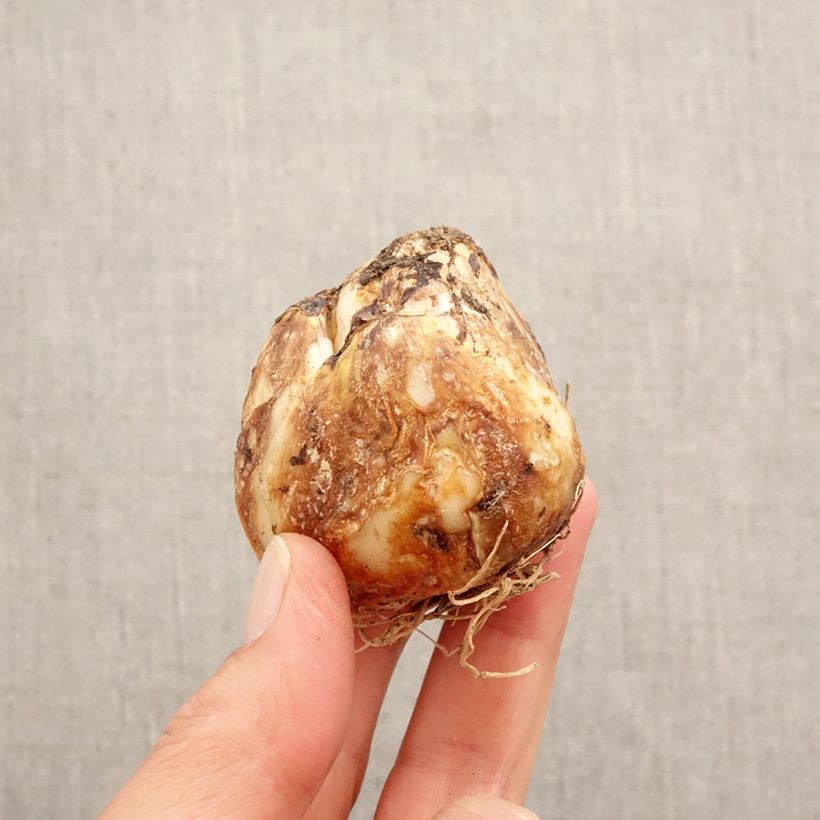 Camassia leichtlinii subsp. suksdorfii Caerulea Bulbo size 14+ esemplare consegnato in primavera