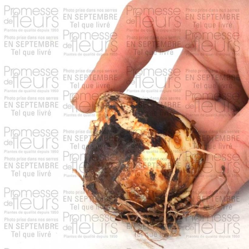 Esempio di esemplare Camassia leichtlinii Semiplena Bulbe calibre 12+ come consegnato