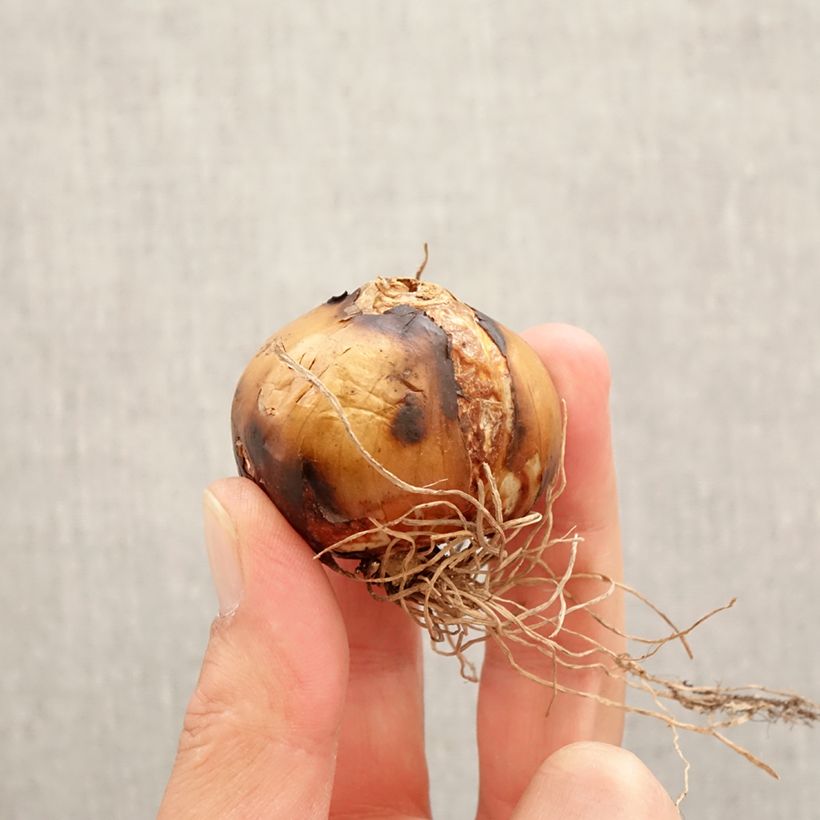 Camassia leichtlinii Semiplena Bulbo taglia 12+ esemplare consegnato in primavera