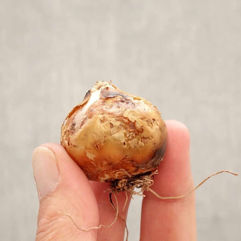 Example of Camassia leichtlinii Silk River Bulbo taglia 12+ as you get in printemps