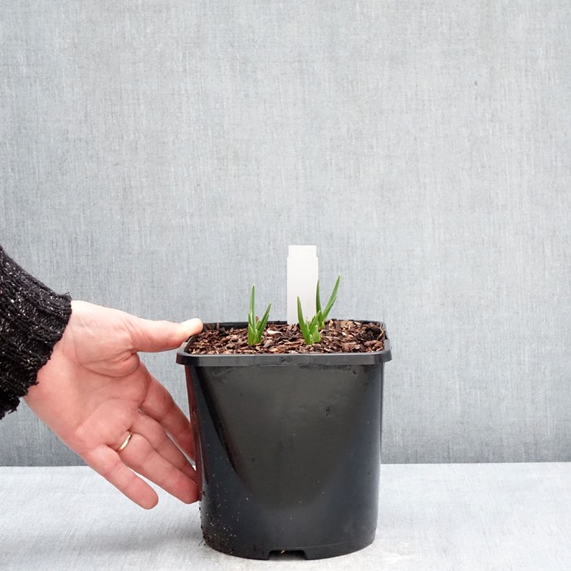 Example of Camassia leichtlinii Silk River Vaso da 2L/3L as you get in hiver