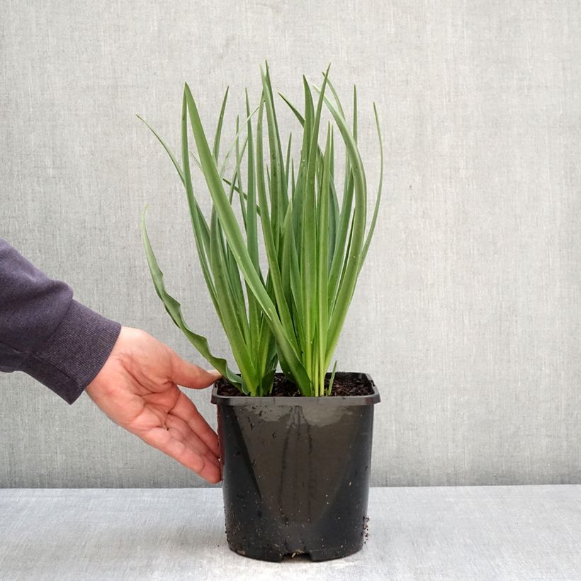 Camassia leichtlinii Silk River Vaso da 2L/3L esemplare consegnato in primavera