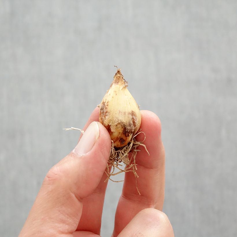 Example of Camassia quamash Blue Melody - Quamash Bulbo taglia 6+ as you get in printemps