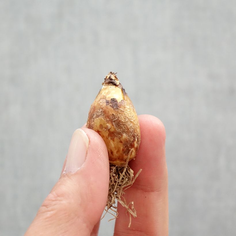 Camassia quamash - Quamash Bulbo taglia 6+ esemplare consegnato in primavera