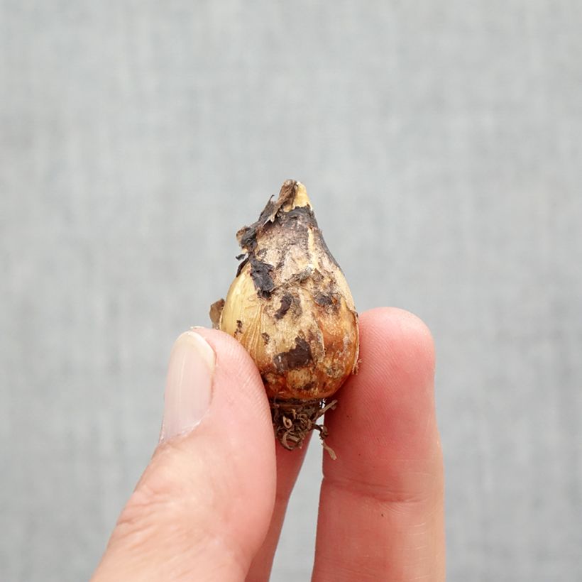 Camassia quamash Orion - Quamash Bulbo taglia 6+ esemplare consegnato in primavera