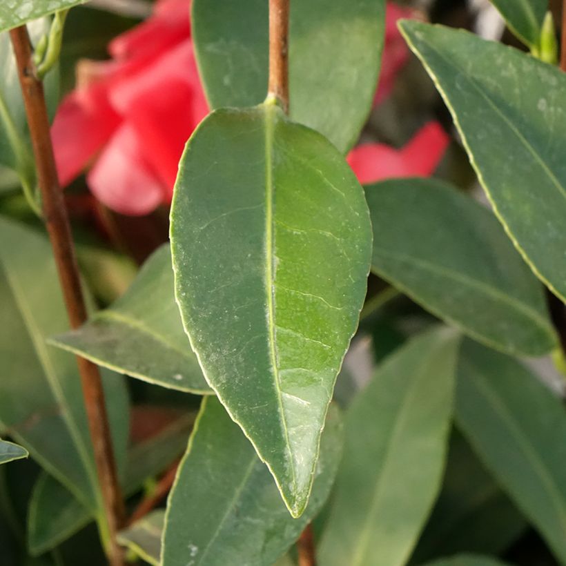 Camellia 1001 Summer Nights Jasmine (Fogliame)