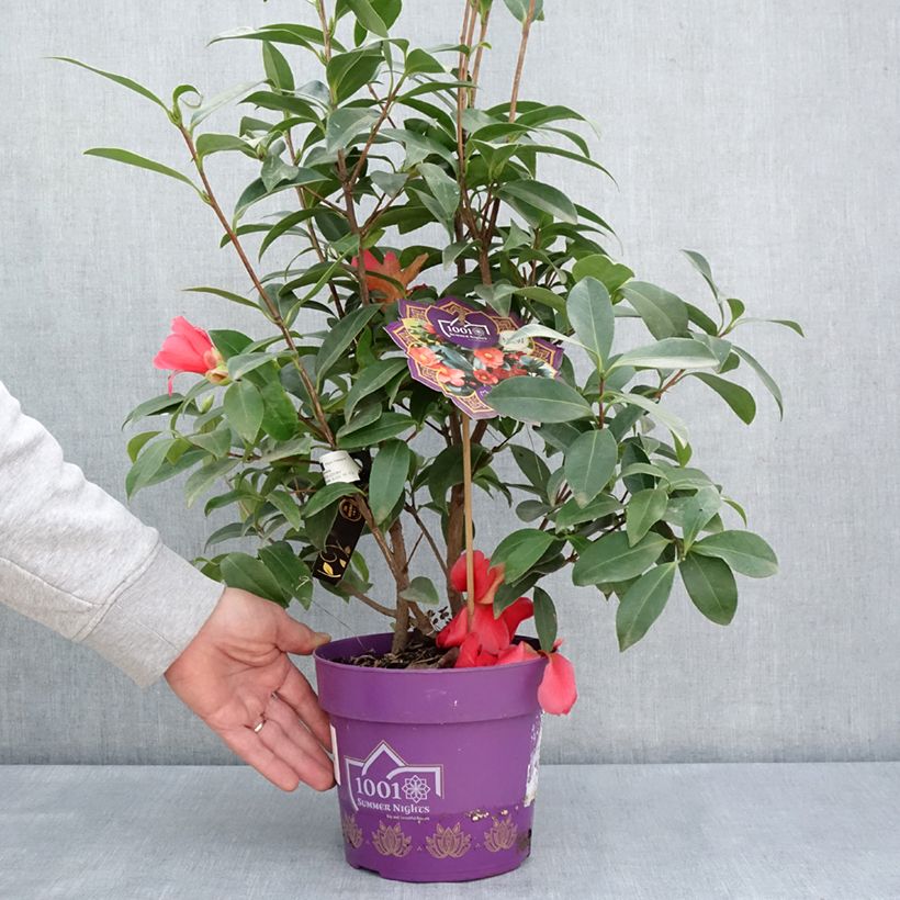Camellia 1001 Summer Nights Jasmine Vaso da 3L/4L esemplare consegnato in primavera