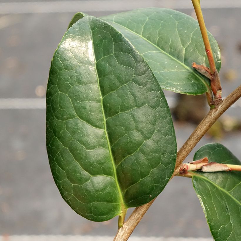 Camellia williamsii Anticipation (Foliage)