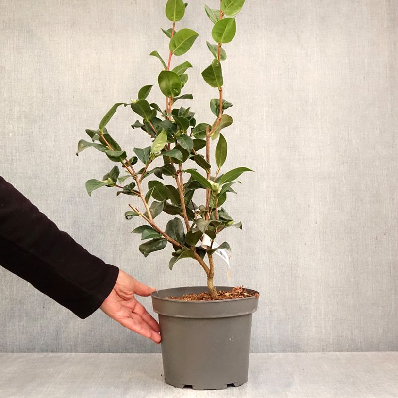 Esemplare di Camellia williamsii Anticipation Vaso da 4L/5L come consegnato in autunno
