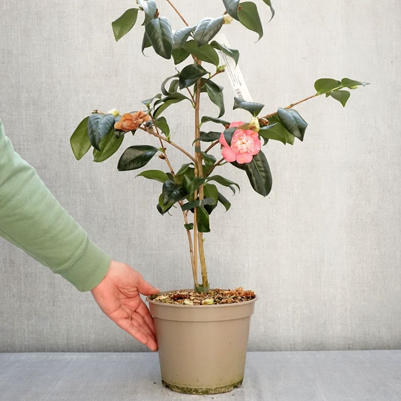 Example of Camellia japonica Baby Sis Pink Vaso da 4L/5L as you get in hiver
