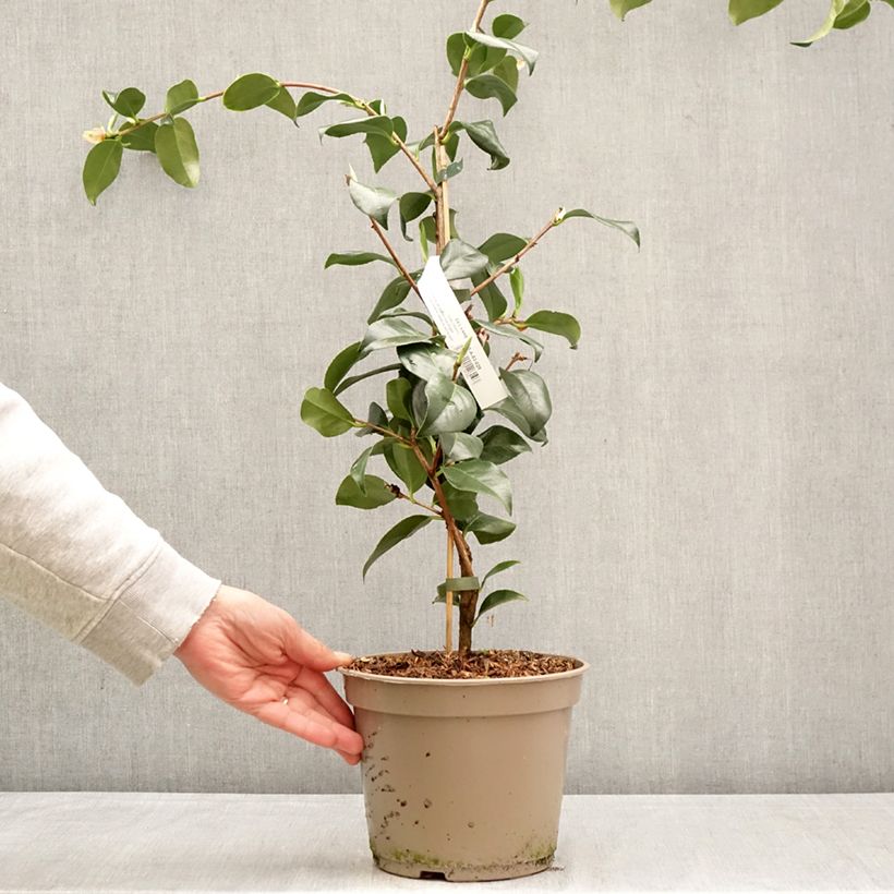Camellia japonica Baby Sis Pink Vaso da 4L/5L esemplare consegnato in primavera
