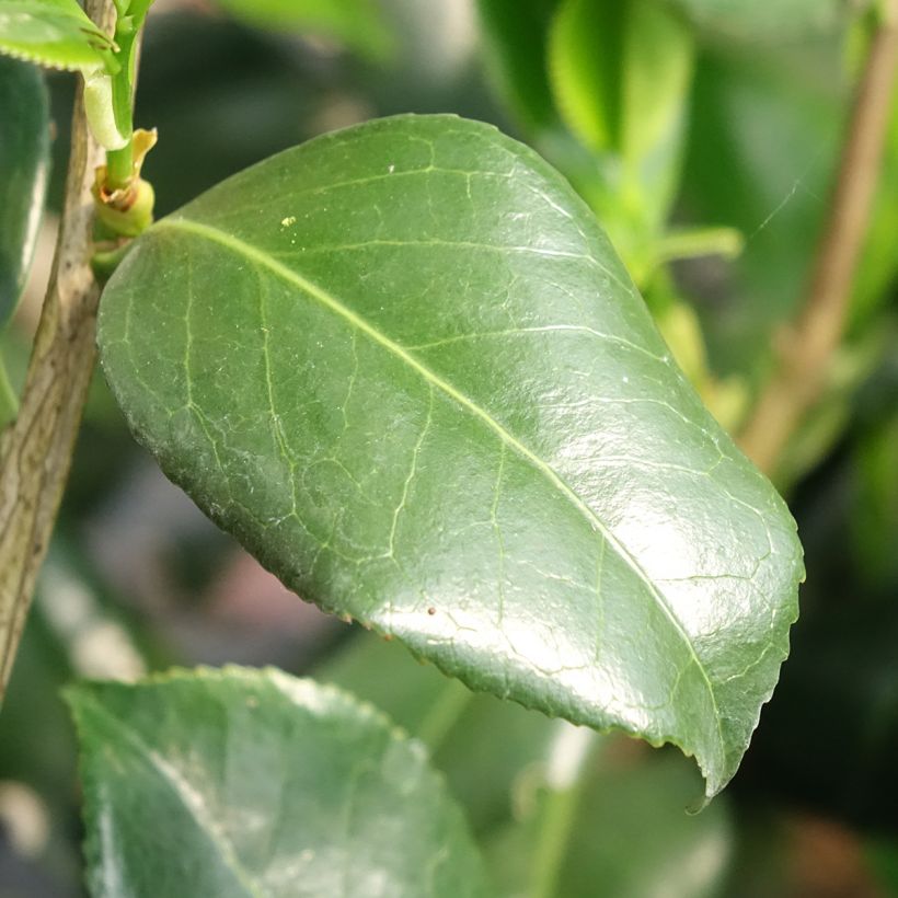Camellia japonica Betty Foy Sanders (Fogliame)