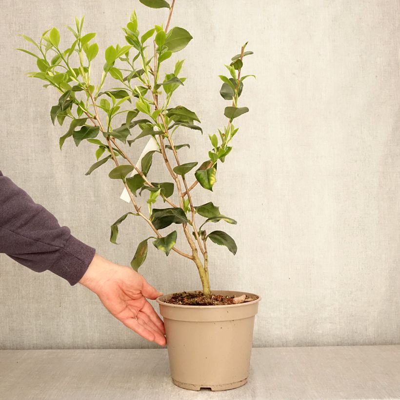 Camellia japonica Betty Foy Sanders Vaso da 4L/5L esemplare consegnato in primavera