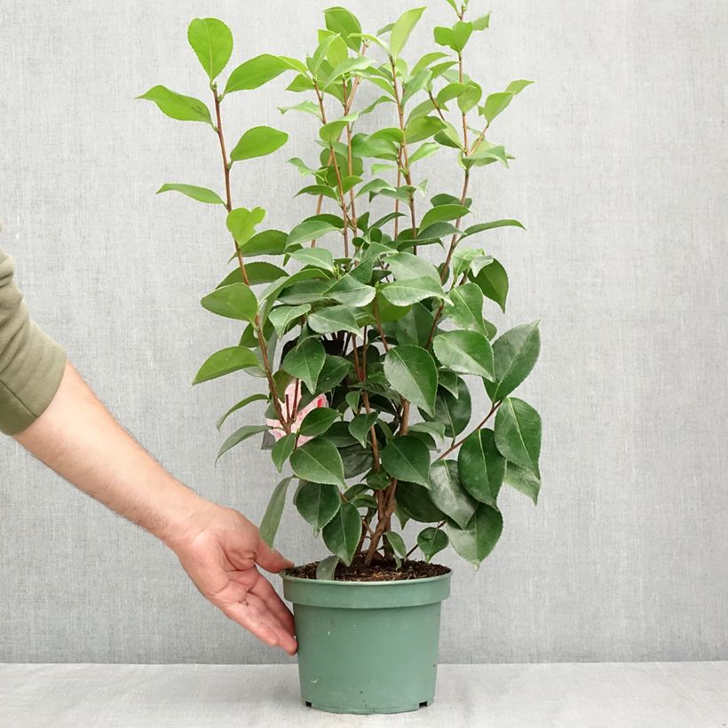 Esemplare di Camellia japonica Bonomiana Vaso da 3L/4L consegnato in estate