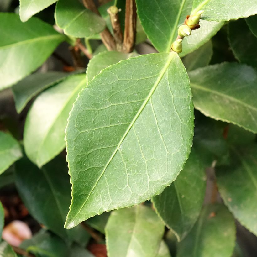 Camellia japonica Bonomiana (Fogliame)