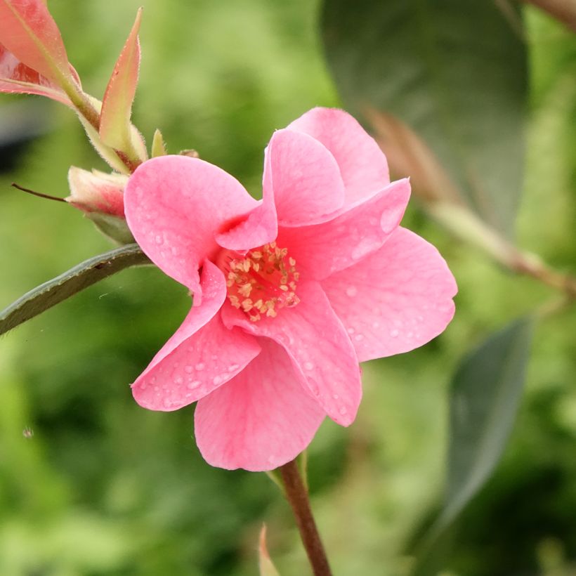 Camellia reticulata Crimson Candles (Fioritura)