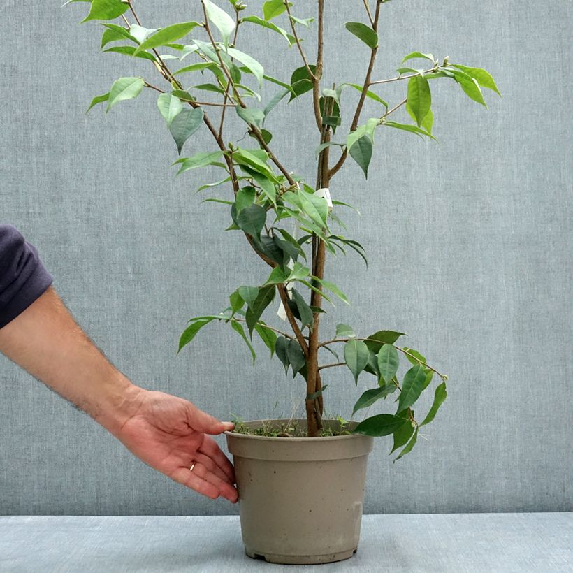 Esemplare di Camellia reticulata Crimson Candles Vaso da 4L/5L consegnato in estate