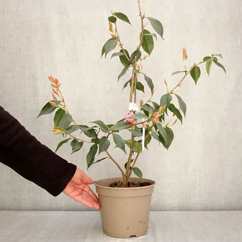 Camellia reticulata Crimson Candles Vaso da 4L/5L esemplare consegnato in primavera