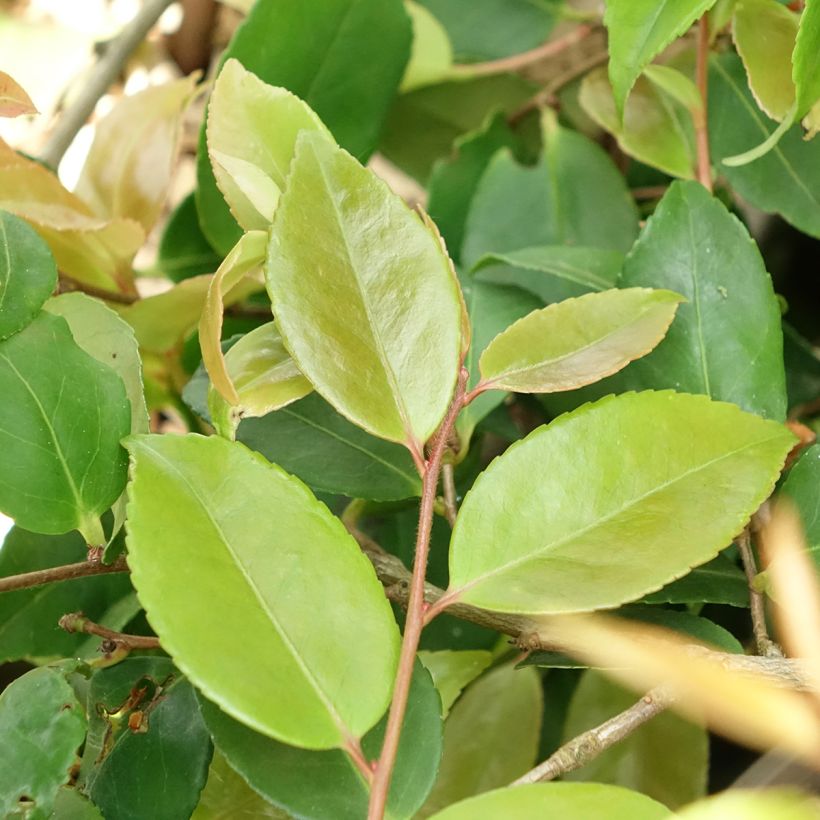 Camellia lutchuensis Quintessence (Fogliame)