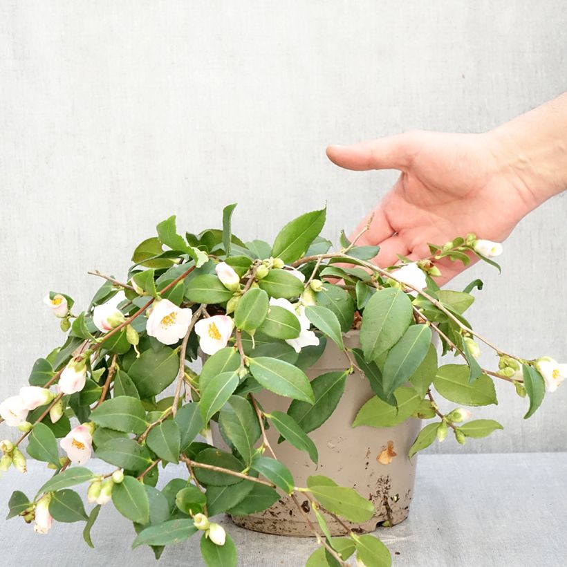 Example of Camellia lutchuensis Quintessence Vaso da 4L/5L as you get in hiver