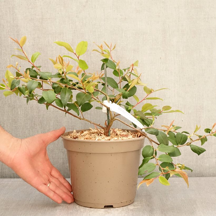 Camellia lutchuensis Quintessence Vaso da 4L/5L esemplare consegnato in primavera