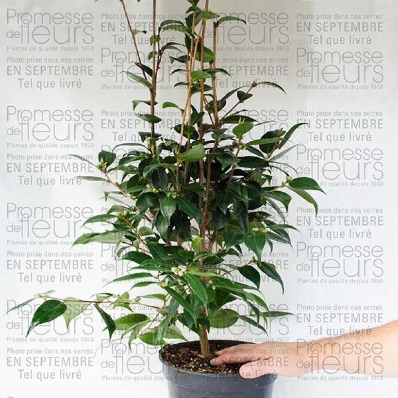 Esempio di esemplare Camélia champêtre - Camellia Spring Festival Pot de 3L/4L come consegnato
