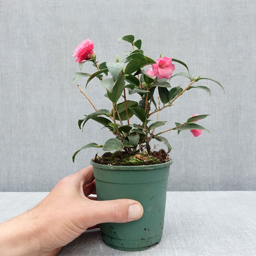 Example of Camellia Spring Festival Vaso da Ø 12 cm / 13 cm as you get in printemps