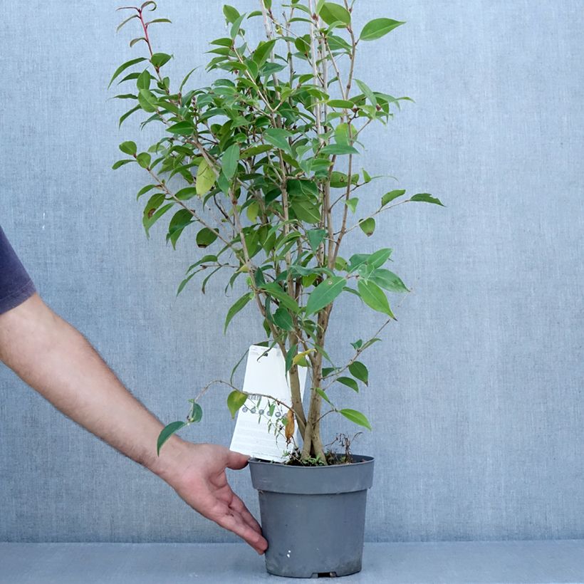 Esemplare di Camellia Spring Festival Vaso da 3L/4L consegnato in estate