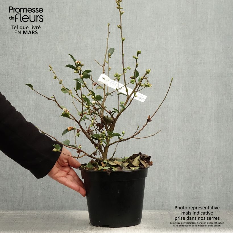 Camellia lutchuensis Fairy blush Vaso da 3L/4L esemplare consegnato in primavera