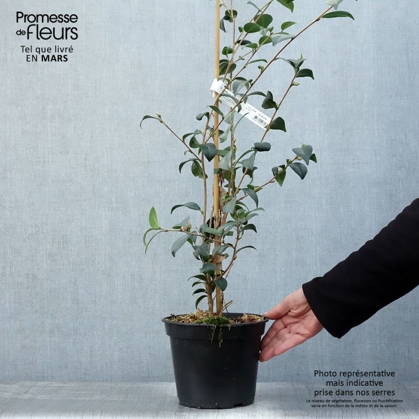 Example of Camellia Gay Baby Vaso da 4L/5L as you get in printemps