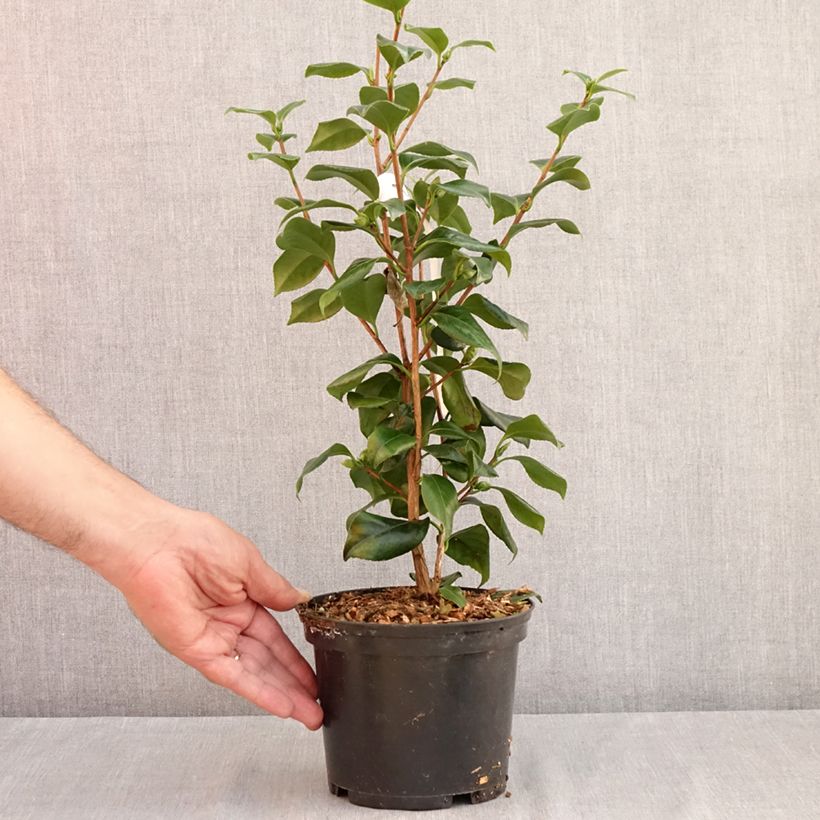 Esemplare di Camellia japonica Sweet Olive Vaso da 2L/3L consegnato in estate