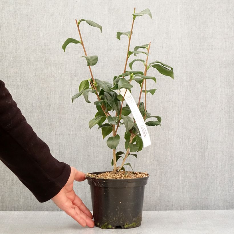 Camélia classique - Camellia japonica Sweet Olive Pot de 2L/3L esemplare consegnato in inverno